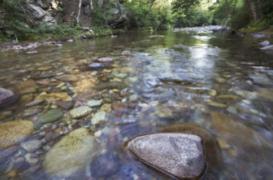 Bilharziose en Corse : qui doit se faire dépister 